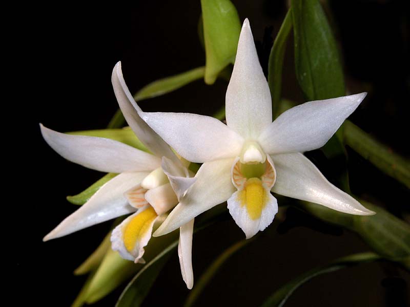 dendrobium_sutepense2_ws_cd