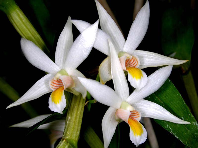 dendrobium_sutepense_cd