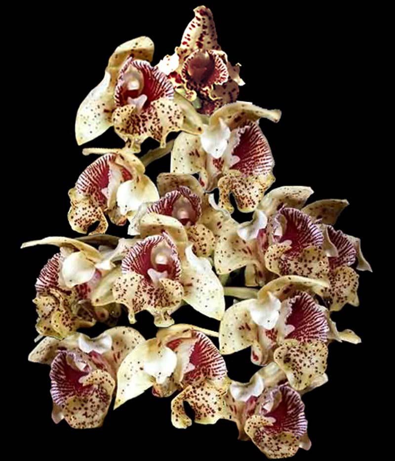 dendrobium_tapiniense _cd