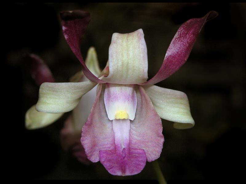 dendrobium_taurinum_ws_cd