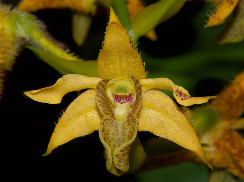 dendrobium_ternatense_ws_cd