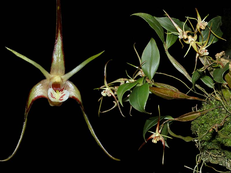 dendrobium_tetragonum_cd