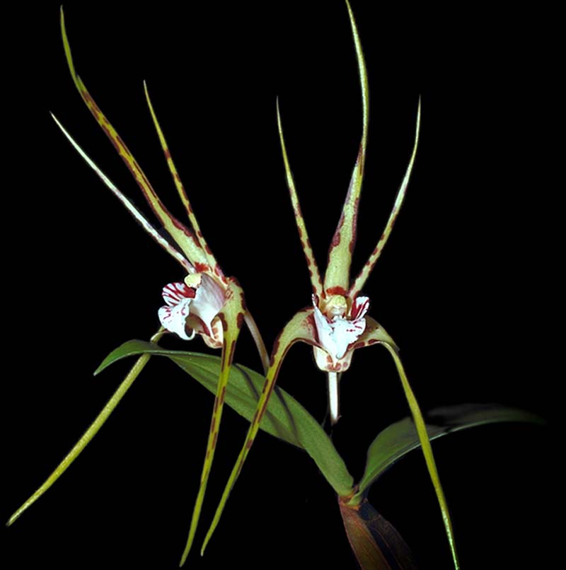 dendrobium_tetragonum_giganteum_cd