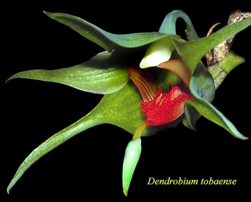 dendrobium_tobaense