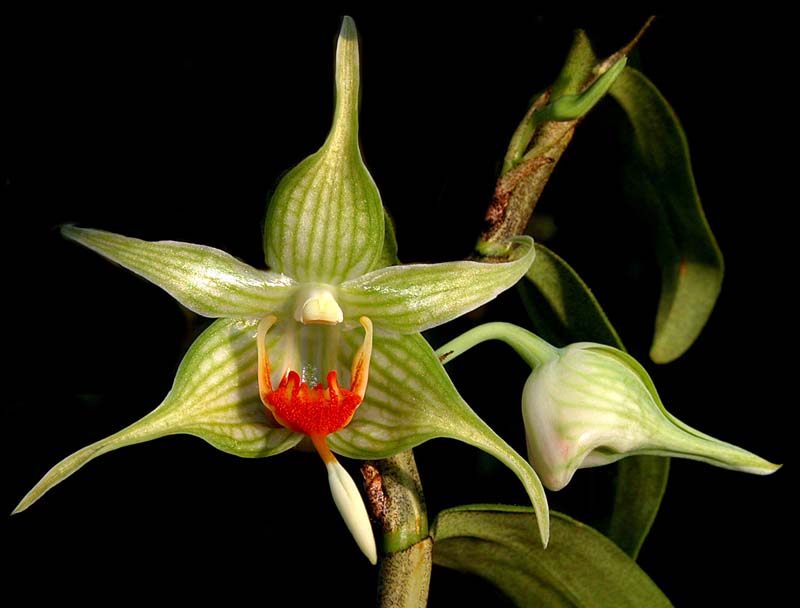 dendrobium_tobaense2_cd