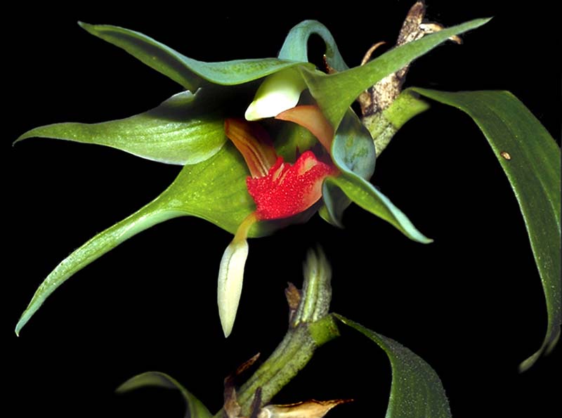 dendrobium_tobaense_cd