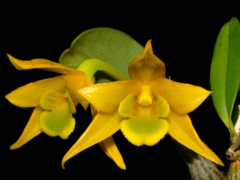 dendrobium_trigonopus_ws_cd