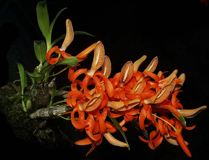 dendrobium_unicum2_cd