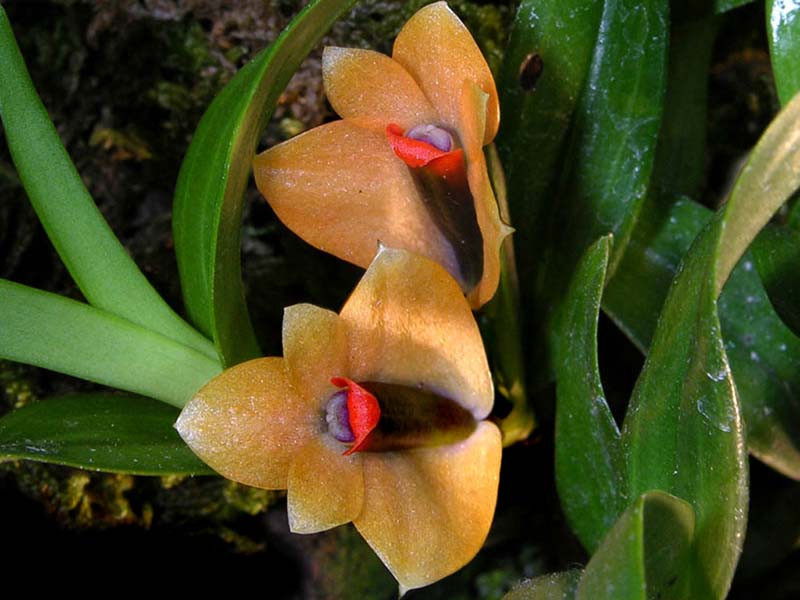 dendrobium_vexillarius4_cd