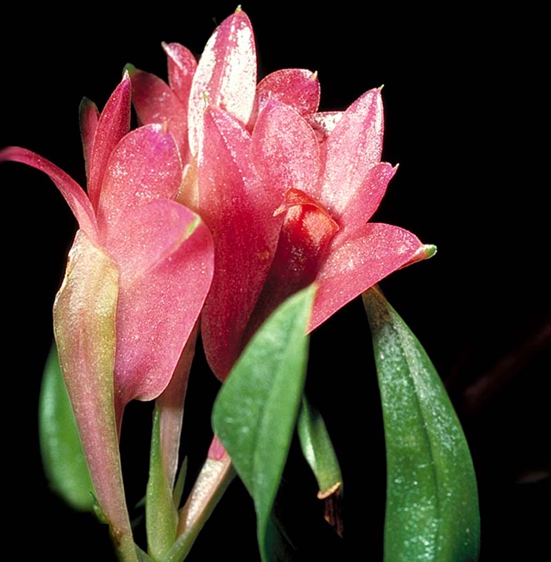 dendrobium_vexillarius_pink_cd