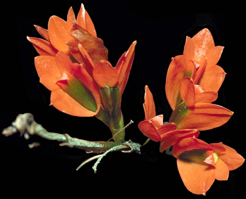 dendrobium_vexillarius_red2_cd