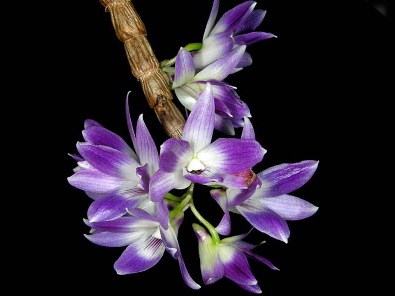 dendrobium_victoriae_reginae_IP_cd