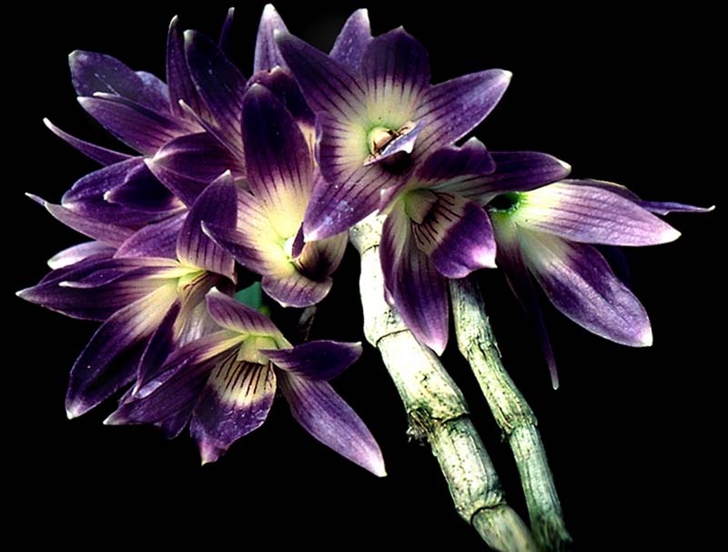 dendrobium_victoriae_reginae_cd