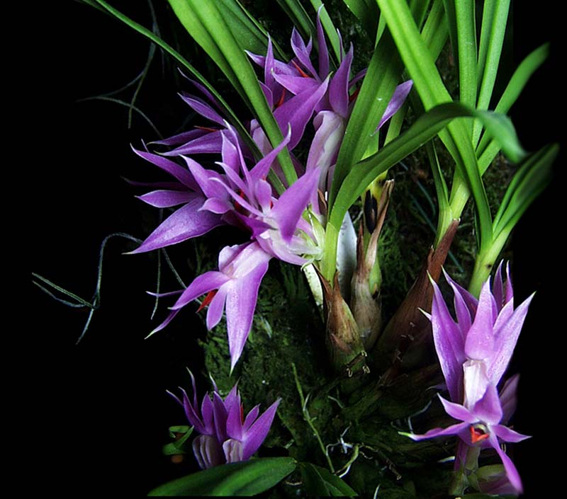 dendrobium_violaceum_2_cd