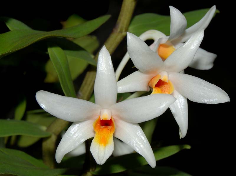 dendrobium_vogelsangii_ws_cd