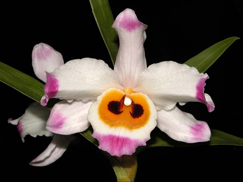 dendrobium_wardianum2_cd