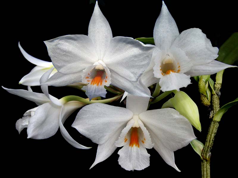 dendrobium_wattii_cd