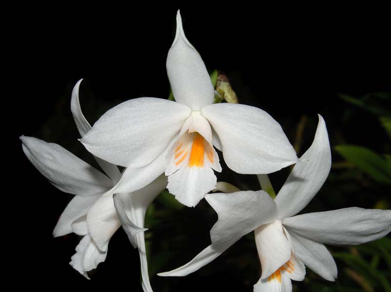 dendrobium_wattii_ws_cd