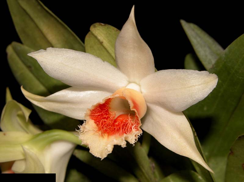 dendrobium_williamsianum2_cd