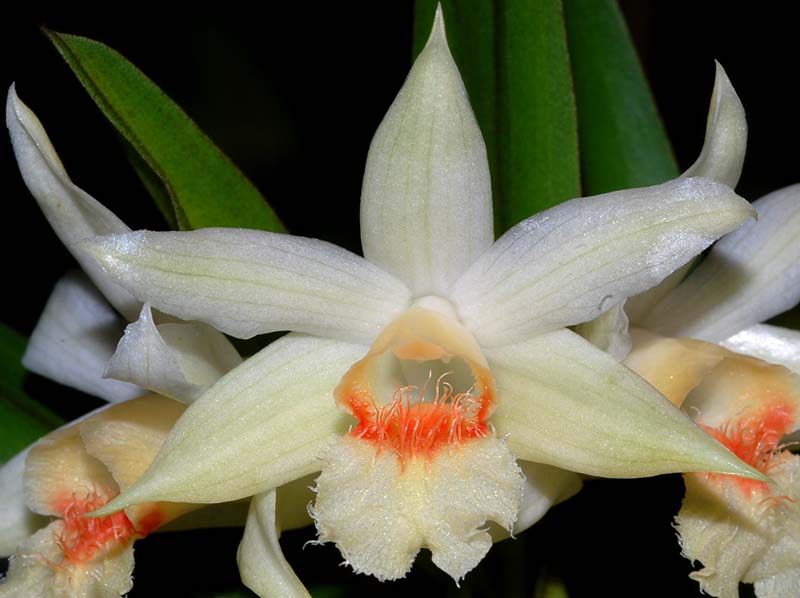 dendrobium_williamsonii_ws_cd