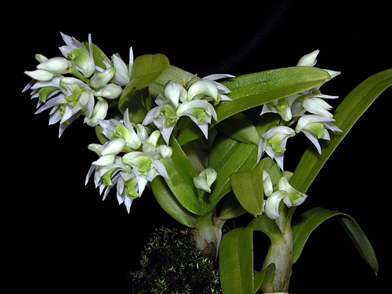 dendrobium_wilmsianum2_cd