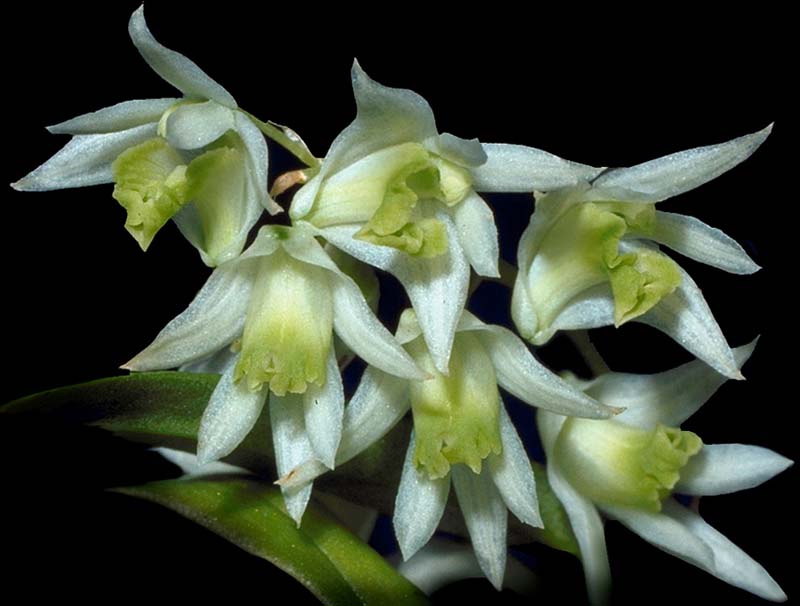 dendrobium_wilmsianum_cd