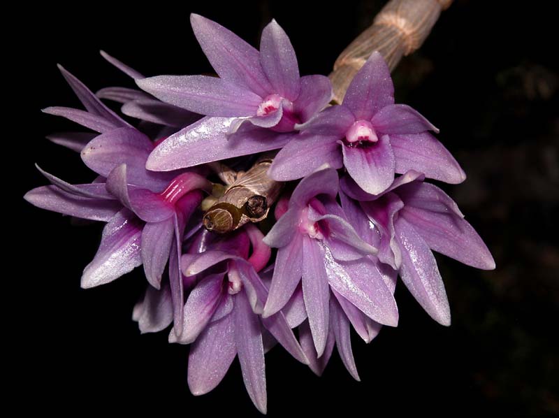 dendrobium_yeageri3_cd