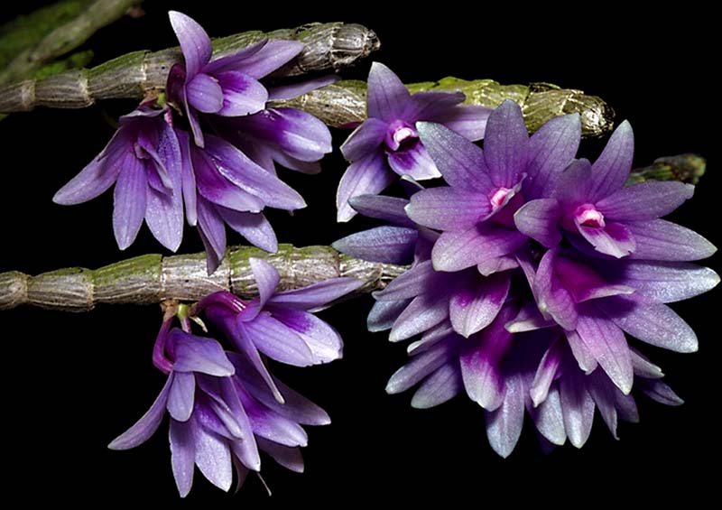 dendrobium_yeageri_cd