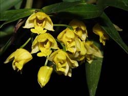 dendrobium_agrostophyllum_cd