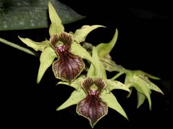 dendrobium_alexandrae_cd