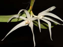 dendrobium_amboinense_ws_cd