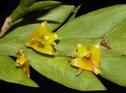 dendrobium_anceps_ws.cd