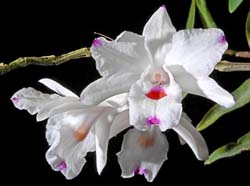 dendrobium_annae_cd