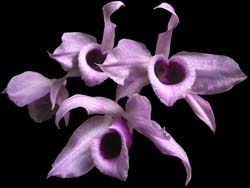 dendrobium_anosmum_cd