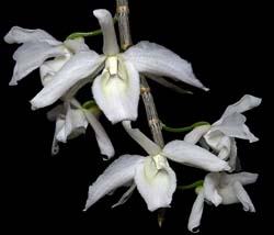 dendrobium_anosmumalbum_cd