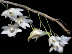 dendrobium_arcuatum2_cd