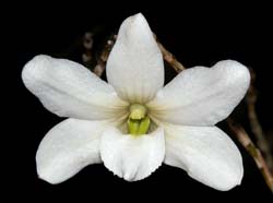 dendrobium_auriculatum_ws_cd