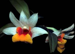 dendrobium_bellatulum2_cd