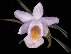 dendrobium_bellatulum_alba_cd