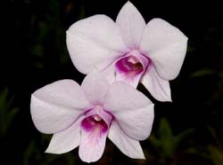 dendrobium_bigibbum_WS_cd