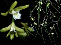 dendrobium_bowmanii_cd