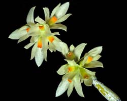 dendrobium_bracteosumalba_cd