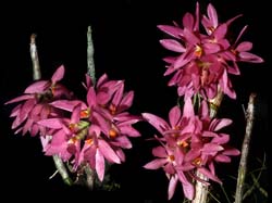 dendrobium_bracteosumrot_cd