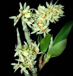 dendrobium_bracteosumsemialba_cd