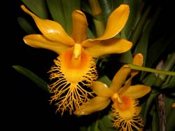 dendrobium_brymerianum2_cd