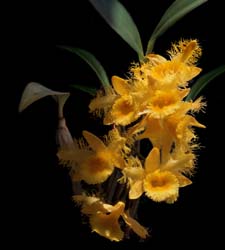 dendrobium_brymerianum_cd