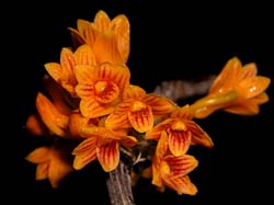 dendrobium_bullenianum2_cd