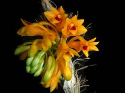 dendrobium_bullenianum3_cd