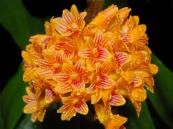 dendrobium_bullenianum4_cd