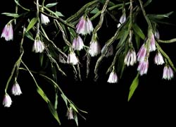 dendrobium_caliculi-mentum_cd